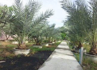 Vườn chà là trĩu trái, vàng óng của lão nông Đồng Tháp Vườn chà là trĩu trái, vàng óng của lão nông Đồng Tháp