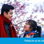 Mai anh đào nở rộ ở Đà Lạt dịp đầu năm