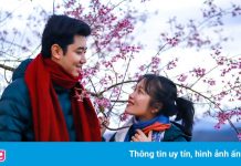 Mai anh đào nở rộ ở Đà Lạt dịp đầu năm