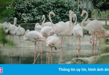 Vẻ xanh mướt của Thảo Cầm Viên