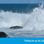 Hàng nghìn con gà hoang sống trên hòn đảo ở Mỹ