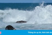 Hàng nghìn con gà hoang sống trên hòn đảo ở Mỹ