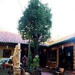 Cây bạch mai trăm tuổi ‘từ linh khí sinh ra’, quý hiếm bậc nhất Sài Gòn Cây bạch mai trăm tuổi 'từ linh khí sinh ra', quý hiếm bậc nhất Sài Gòn