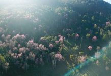 Mai anh đào bung nở rực rỡ từ nội ô đến ngoại thành Đà Lạt Mai anh đào bung nở rực rỡ từ nội ô đến ngoại thành Đà Lạt - Ảnh 1.