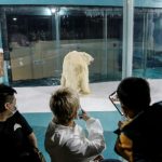 Độc đáo, “khách sạn gấu Bắc Cực” khai trương ở Trung Quốc Độc đáo, khách sạn gấu Bắc Cực khai trương ở Trung Quốc - Ảnh 1.