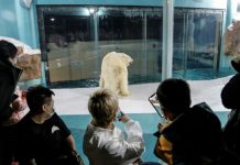 Độc đáo, “khách sạn gấu Bắc Cực” khai trương ở Trung Quốc Độc đáo, khách sạn gấu Bắc Cực khai trương ở Trung Quốc - Ảnh 1.