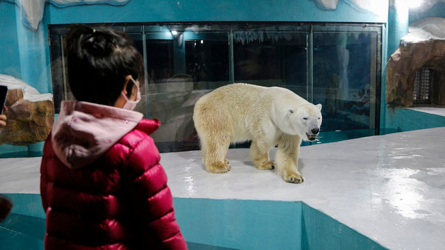 Độc đáo, khách sạn gấu Bắc Cực khai trương ở Trung Quốc - Ảnh 3.