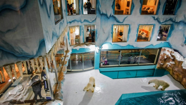 Độc đáo, khách sạn gấu Bắc Cực khai trương ở Trung Quốc - Ảnh 4.