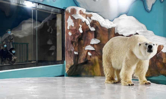 Độc đáo, khách sạn gấu Bắc Cực khai trương ở Trung Quốc - Ảnh 5.