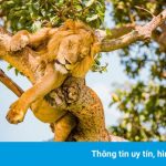 Phát hiện 6 con sư tử bị giết hại, xẻ thịt trong công viên ở Uganda