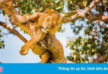 Phát hiện 6 con sư tử bị giết hại, xẻ thịt trong công viên ở Uganda