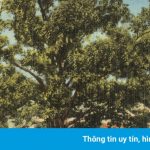 Ông chủ để lại đất cho cây cổ thụ