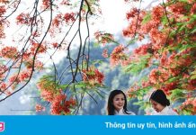 Những loài hoa biểu tượng ở các địa phương