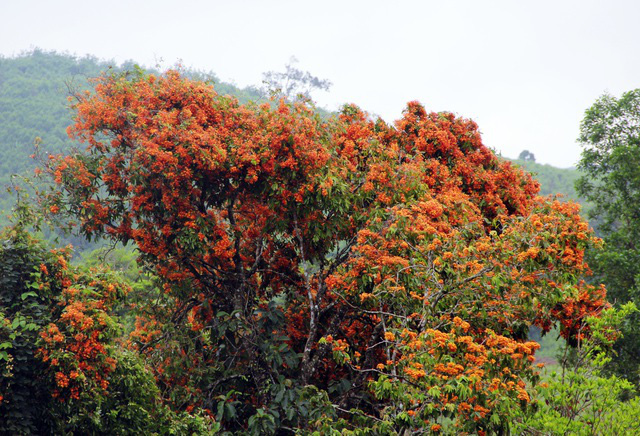 Cuốn hút mùa hoa Trang rừng ở Phú Yên - Ảnh 3.