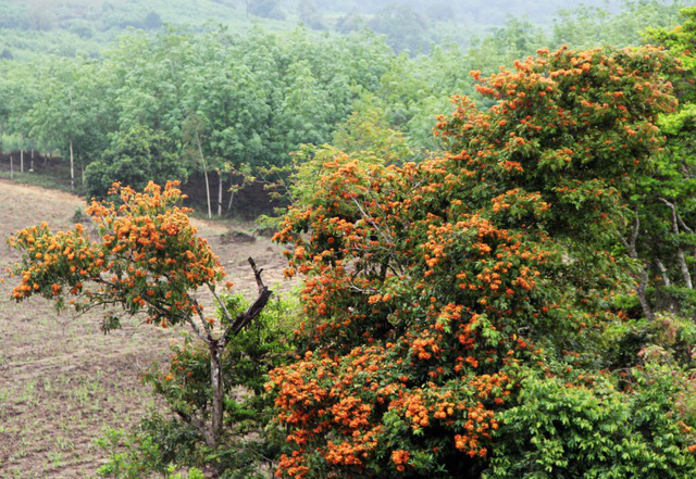 Cuốn hút mùa hoa Trang rừng ở Phú Yên - Ảnh 2.