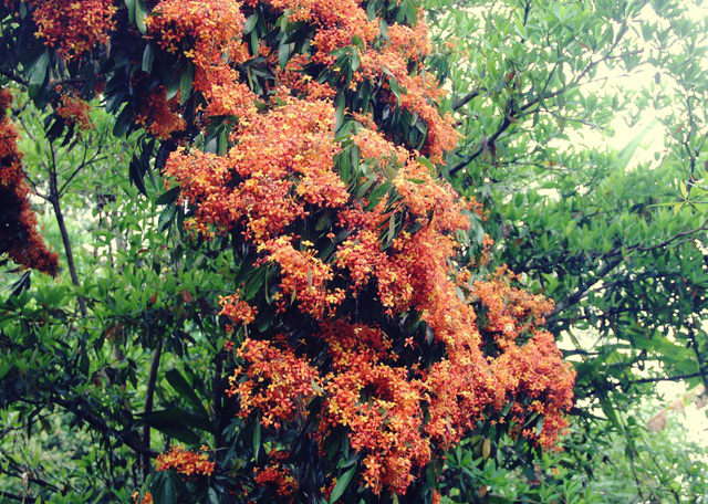 Cuốn hút mùa hoa Trang rừng ở Phú Yên - Ảnh 6.