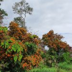 Cuốn hút mùa hoa Trang rừng ở Phú Yên Cuốn hút mùa hoa Trang rừng ở Phú Yên - Ảnh 1.