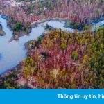 Khu rừng đẹp tựa trời Âu ở Bản Đôn