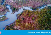 Khu rừng đẹp tựa trời Âu ở Bản Đôn