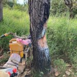 Cây thông bị phượt thủ ‘xẻ thịt’ lấy nhựa nhóm lửa ở Tà Năng – Phan Dũng Cây thông bị phượt thủ xẻ thịt lấy nhựa nhóm lửa ở Tà Năng - Phan Dũng - 1