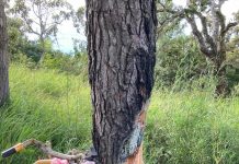 Cây thông bị phượt thủ ‘xẻ thịt’ lấy nhựa nhóm lửa ở Tà Năng – Phan Dũng Cây thông bị phượt thủ xẻ thịt lấy nhựa nhóm lửa ở Tà Năng - Phan Dũng - 1