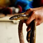 Món cá sống nức tiếng lọt top đặc sản ‘hút khách’ ở Thanh Hóa Món cá sống nức tiếng lọt top đặc sản