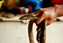 Món cá sống nức tiếng lọt top đặc sản ‘hút khách’ ở Thanh Hóa Món cá sống nức tiếng lọt top đặc sản