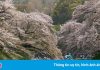 Hoa anh đào nở rộ khắp Nhật Bản