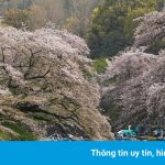 Hoa anh đào nở rộ khắp Nhật Bản