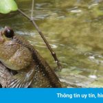 Loài cá biết leo cây ở khu du lịch Cần Giờ