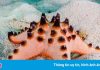 7 loài sao biển đẹp trên thế giới
