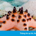 7 loài sao biển đẹp trên thế giới