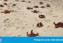 Cảnh sao biển chết khô ở Phú Quốc