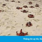 Dân mạng bức xúc vì cảnh sao biển chết khô ở Phú Quốc