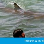Du khách bơi cùng cá mập bất chấp cảnh báo ở Israel