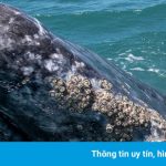 Cá voi xám quý hiếm đổ về vùng biển ấm sinh sản