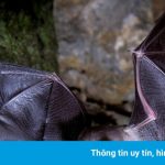 Cảnh dơi bay thắng giải ảnh động vật có vú đẹp nhất năm 2021