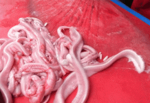 Thứ ngoe nguẩy nhìn ‘rợn da gà’ nhưng lên mâm lại trở thành đặc sản đắt giá Thứ ngoe nguẩy nhìn 'rợn da gà' nhưng lên mâm lại trở thành đặc sản đắt giá