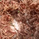 Loạt đặc sản Việt ‘nhảy tanh tách’ trong miệng thực khách khi thưởng thức Loạt đặc sản Việt 'nhảy tanh tách' trong miệng thực khách khi thưởng thức