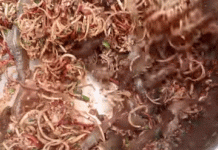 Loạt đặc sản Việt ‘nhảy tanh tách’ trong miệng thực khách khi thưởng thức Loạt đặc sản Việt 'nhảy tanh tách' trong miệng thực khách khi thưởng thức