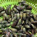 Đặc sản Việt ‘đánh cược sinh mệnh với tử thần’ khi thưởng thức Đặc sản Việt 'đánh cược sinh mệnh với tử thần' khi thưởng thức