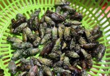 Đặc sản Việt ‘đánh cược sinh mệnh với tử thần’ khi thưởng thức Đặc sản Việt 'đánh cược sinh mệnh với tử thần' khi thưởng thức