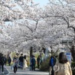 Người Hàn phải rút thăm để ‘trúng thưởng’ ngắm hoa anh đào Người Hàn phải rút thăm để trúng thưởng ngắm hoa anh đào - Ảnh 1.