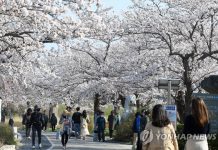 Người Hàn phải rút thăm để ‘trúng thưởng’ ngắm hoa anh đào Người Hàn phải rút thăm để trúng thưởng ngắm hoa anh đào - Ảnh 1.