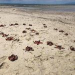 Sao biển ở Phú Quốc chết khô do du khách mang lên bờ chụp ảnh ‘sống ảo’ Sao biển ở Phú Quốc chết khô do du khách mang lên bờ chụp ảnh 'sống ảo'