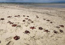 Sao biển ở Phú Quốc chết khô do du khách mang lên bờ chụp ảnh ‘sống ảo’ Sao biển ở Phú Quốc chết khô do du khách mang lên bờ chụp ảnh 'sống ảo'