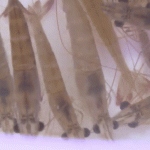 Món tôm bò nhảy tanh tách trong miệng, thách thức thực khách ở Quảng Ninh Món tôm bò nhảy tanh tách trong miệng, thách thức thực khách ở Quảng Ninh