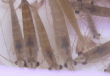 Món tôm bò nhảy tanh tách trong miệng, thách thức thực khách ở Quảng Ninh Món tôm bò nhảy tanh tách trong miệng, thách thức thực khách ở Quảng Ninh