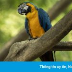 Con vẹt cô đơn hơn 20 năm