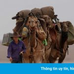 Cô gái bỏ việc để đi bộ 5.000 km cùng lạc đà